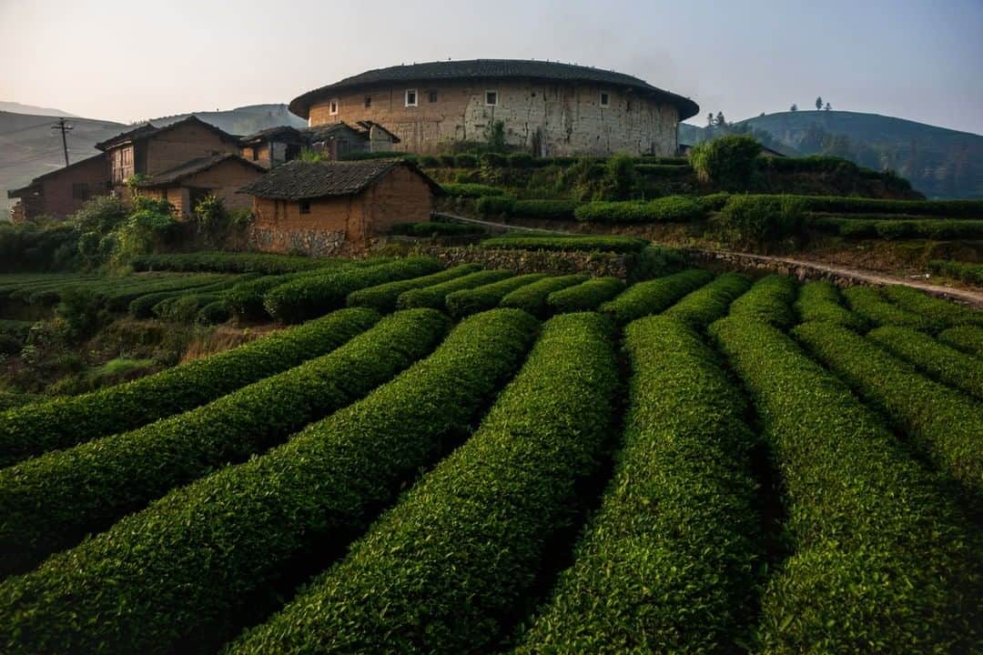 National Geographic Travelさんのインスタグラム写真 - (National Geographic TravelInstagram)「Photo by Michael Yamashita @yamashitaphoto | Perfectly groomed rows of tea plants surround a traditional circular tulou, meaning earthen building. Tulous are communal dwellings of the Hakka people in Fujian, China. #Tulou #Hakka #Fujian」12月29日 20時08分 - natgeotravel