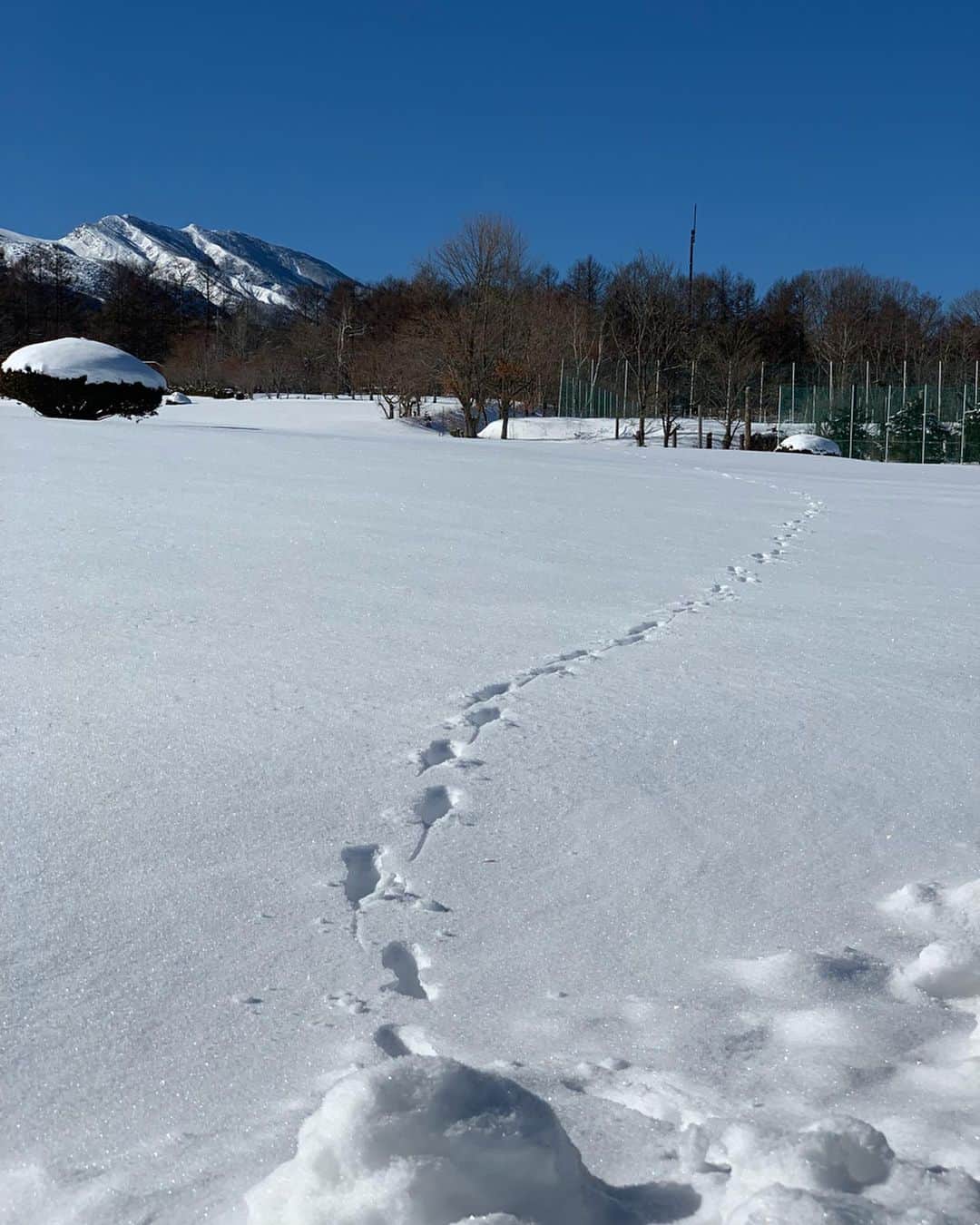 平アスカさんのインスタグラム写真 - (平アスカInstagram)「. 雪景色がとっても美しいです。❄️ . どのくらいさむいのか把握してなくてだいぶ薄着で行ったので終始鼻水垂らしてたけどこんな場所あったら遊ばずにはいられなかった😂☃️💓 . あの足跡🐾はなんの足跡だったんだろう🤔❓ #長野 #北軽井沢 #雪 #snow #浅間山」12月29日 20時39分 - asucataira