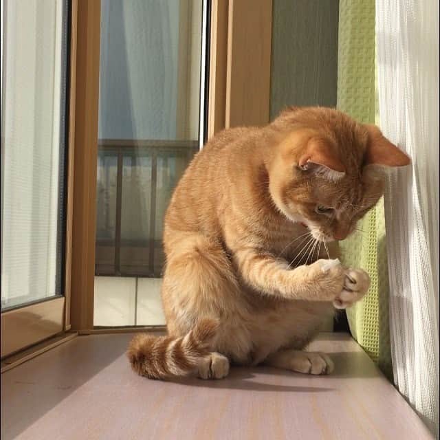 PECOねこ部のインスタグラム