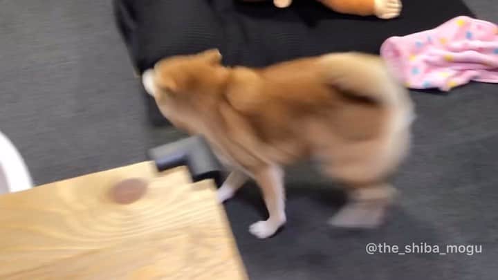 Moguのインスタグラム：「. 内側抜かしはこういう危険があるから反則なの。 #はりきって反則技を使う柴犬 #柴犬に人間ルールは通用しない #こういう時だけ犬ぶる #散歩後のクールダウン #もぐの日課 #子分はこの後また元気に追いかけっこしていました . @the_shiba_mogu  #柴犬 #shibainu #shiba#赤柴 #redshiba#犬 #dog#しばいぬ#nannydog#犬と子供#子供と犬#柴犬と子供#柴#赤ちゃんと犬#犬と赤ちゃん#柴犬と赤ちゃん#赤ちゃんと柴犬#柴犬のいる暮らし#子守犬」