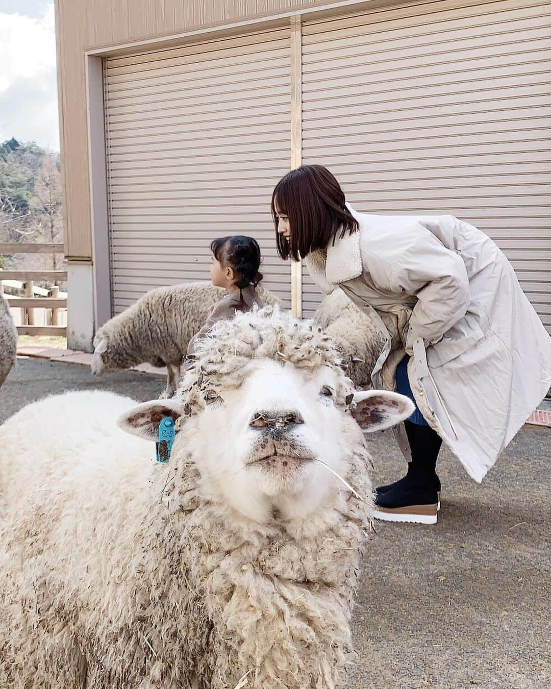 三方美穂さんのインスタグラム写真 - (三方美穂Instagram)「だれよりもカメラ目線🐑 その辺に歩き回ってる羊さん。 初めて #六甲山牧場 に行ってきたよ〜🧡 最後の動画は私のお気に入り☺️ いつもこんな変な事ばっかり言ってるお姉ちゃん。笑 DMではたくさんご返信ありがとうございます！ 正解は紅茶花伝のCMです☺️笑 CMをちゃんとみると全然間違ってるんですけどね！ #神戸 #甥っ子 #姪っ子 #温泉旅行 #温泉大好き家族 #年末 #羊」12月29日 12時47分 - mihomikata