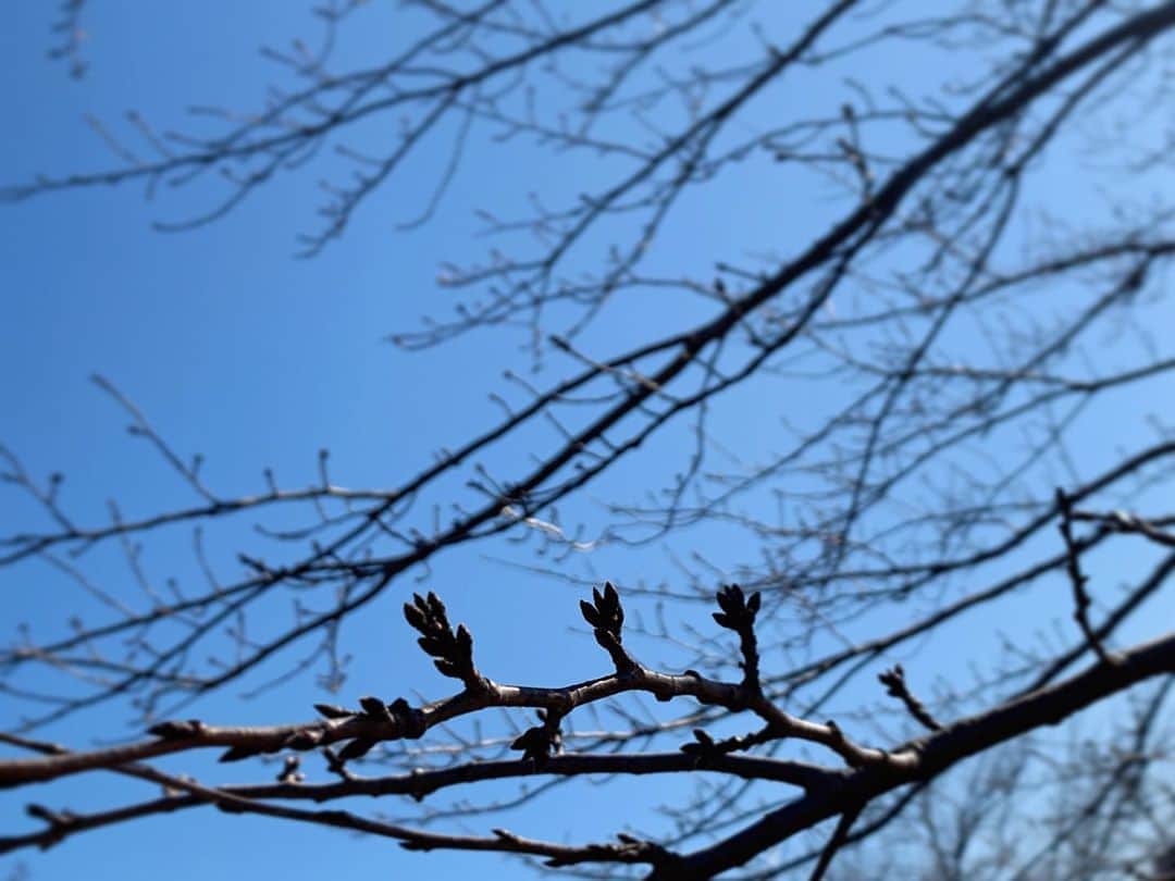 三倉茉奈さんのインスタグラム写真 - (三倉茉奈Instagram)「ロケ。 寒いと思って防寒いっぱいしたけど、思いがけず陽射しが強くてぽかぽか。 桜の蕾も膨らみそうな陽気。 今日が仕事納め。夜まで頑張ります。」12月29日 13時21分 - mana_mikura_official