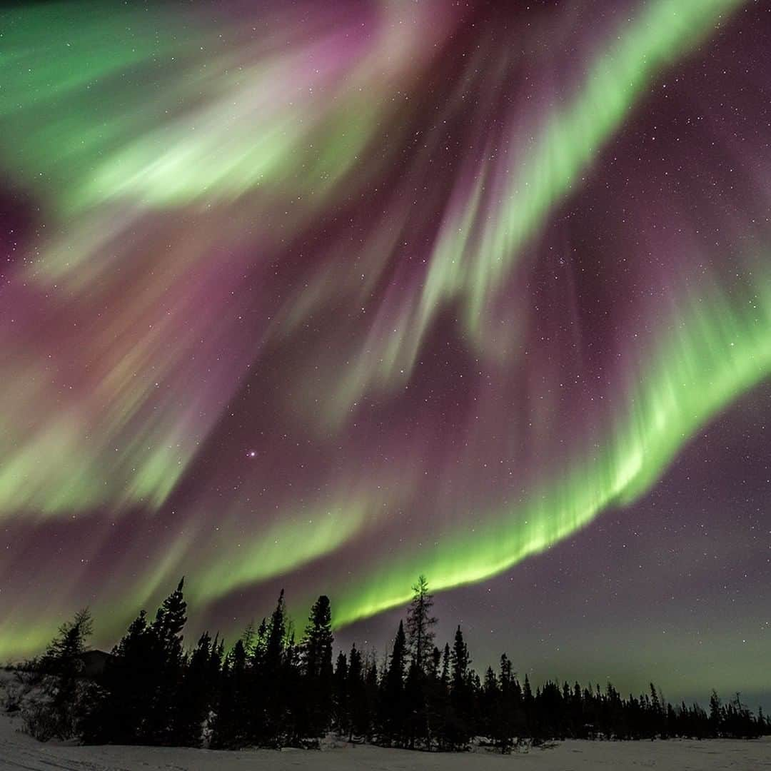 National Geographic Travelさんのインスタグラム写真 - (National Geographic TravelInstagram)「Photo by @DaisyGilardini | Wapusk National Park in Manitoba, Canada, is a fantastic place to observe the northern lights. Activity in the lights depends on sun storms. They are generated by the collision between electrically charged particles from the sun when entering the atmosphere. The phenomenon is absolutely enchanting to watch. Follow me @DaisyGilardini for more images and stories behind the scenes. #northernlights #auroraborealis #polar #wapusknationalpark #canada」12月29日 14時10分 - natgeotravel