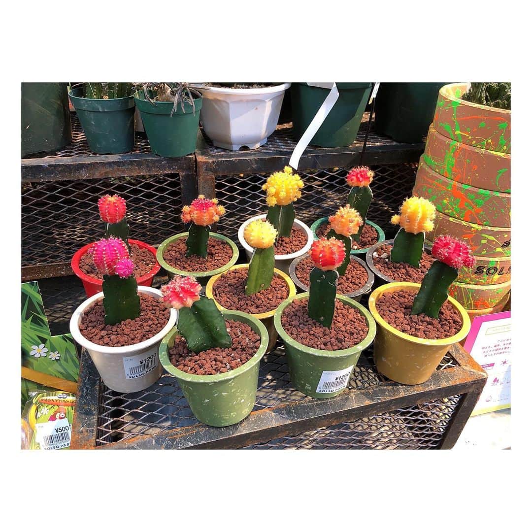 理絵さんのインスタグラム写真 - (理絵Instagram)「これ可愛かったな💕マメがいるからウチには飾れないけど  #cactus #선인장 #サボテン #tokyo #japan #🌵」12月29日 14時11分 - ____rie____