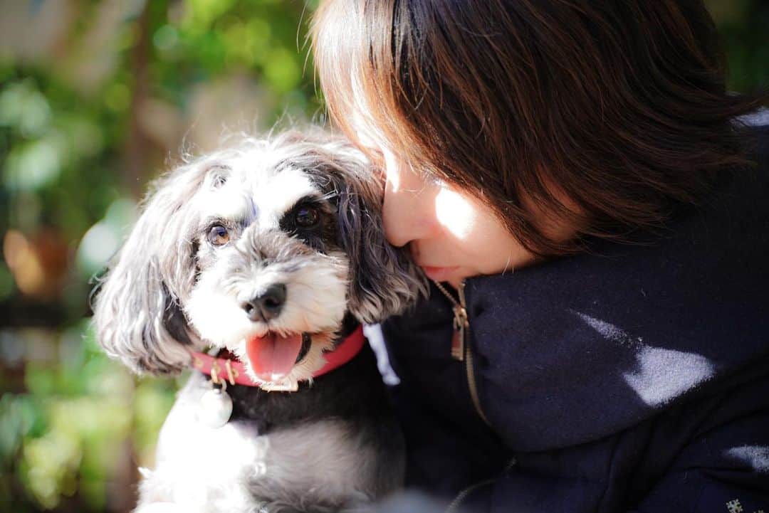 中野区在住のミニシュナのInstagramのインスタグラム