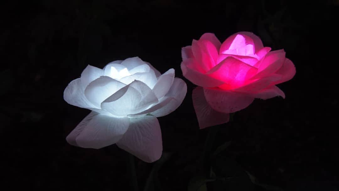 白井珠希のインスタグラム：「* * 師走ですね。 街中が慌ただしく新年を迎える準備をしているのを感じます💨 私も新幹線へ乗って夫の実家へ向かっています🚄 * 写真はちょっと変わったイルミネーション✨ お花を中から光らせるって発想すてき！👍 * * #instaflower #flowers #illustration #japan_of_insta #japan_night_view #beautiful #instagood #olympuspen #olympus #オリンパスペン #オリンパス倶楽部 #イルミネーション #師走 #花 #花部 #はなまっぷ #夜 #帰省」