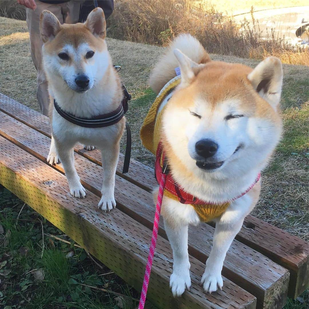 てんパパさんのインスタグラム写真 - (てんパパInstagram)「陽射しさんさん、たろ吉くんとうどんちゃんと、年末おデート。 #たろてんうどん #おデート」12月29日 15時09分 - tenchan.shiba