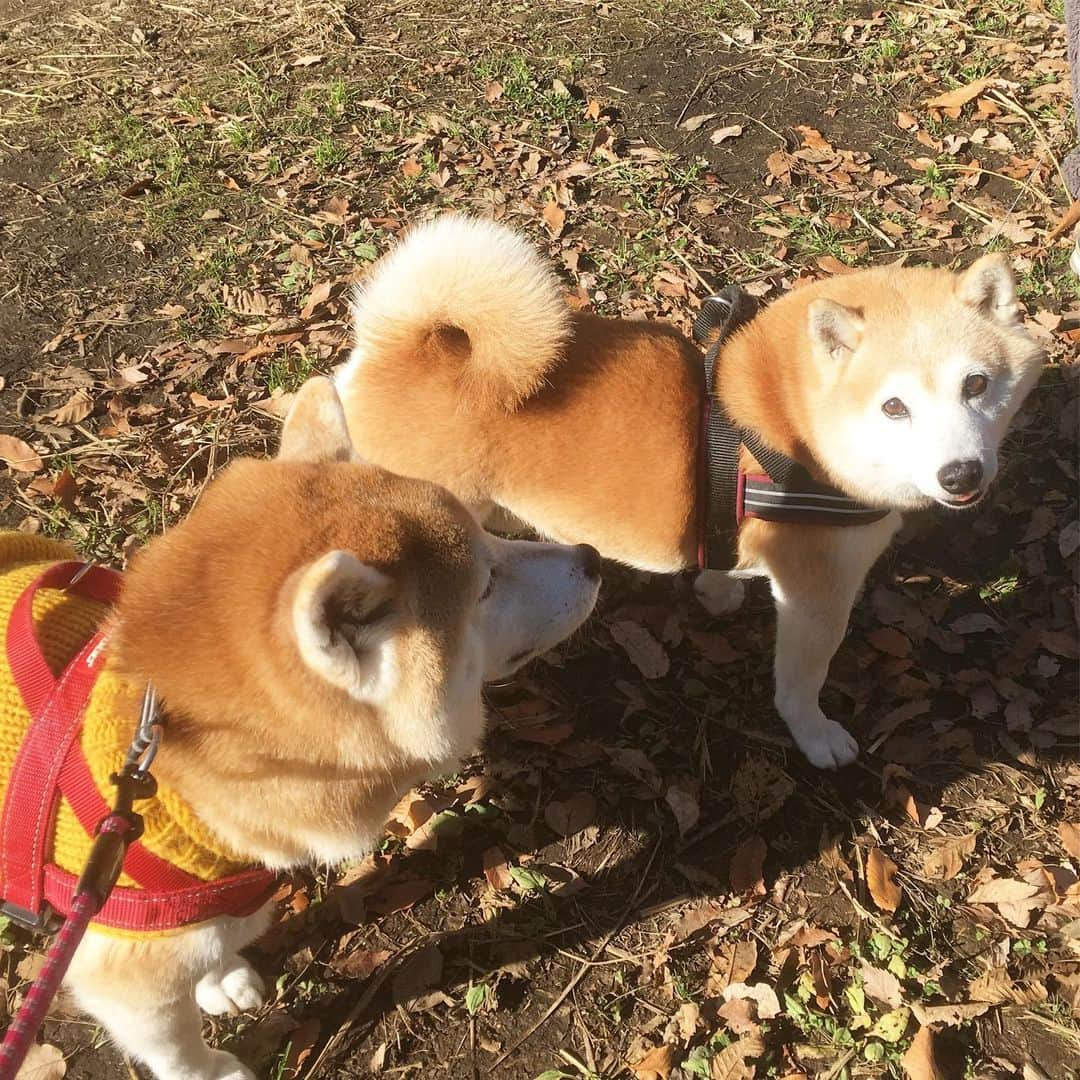 てんパパさんのインスタグラム写真 - (てんパパInstagram)「陽射しさんさん、たろ吉くんとうどんちゃんと、年末おデート。 #たろてんうどん #おデート」12月29日 15時09分 - tenchan.shiba