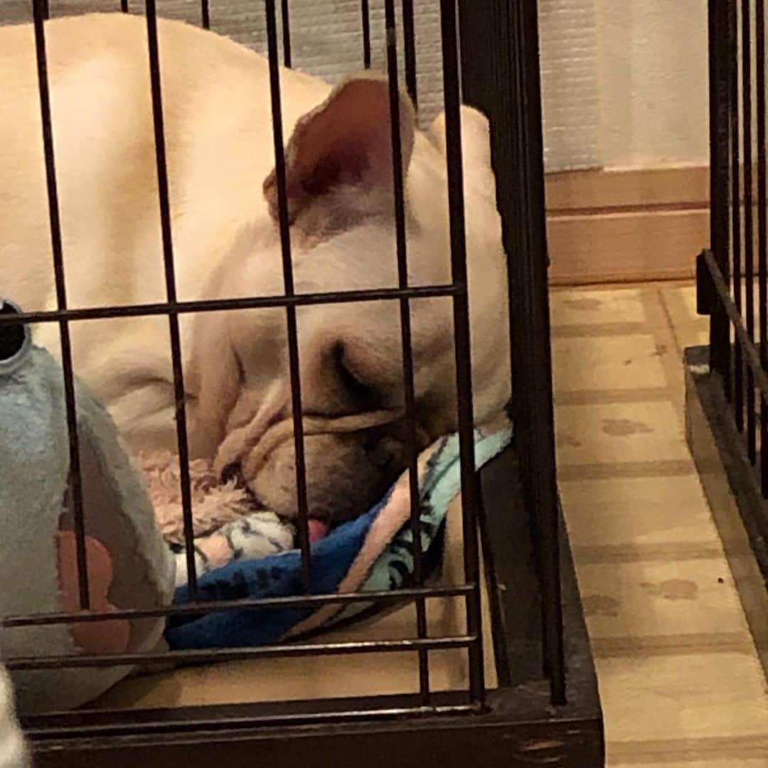 熊野準さんのインスタグラム写真 - (熊野準Instagram)「もういくつ寝るとって考えながら寝てないであろうくまおです。  #フレブル #frenchbulldog  #ブヒ #寝顔」12月29日 15時50分 - kumano0209