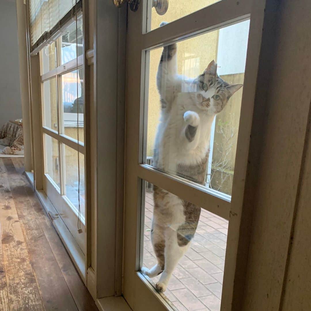 江口寿史のインスタグラム：「いや、猫の手も借りたいのだけどな、、。 （Photo by mino）」