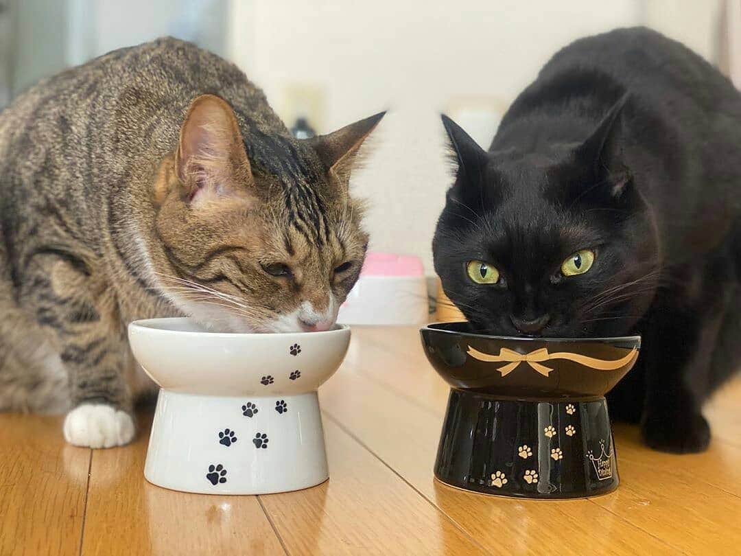 猫壱（ねこいち•ネコイチ）さんのインスタグラム写真 - (猫壱（ねこいち•ネコイチ）Instagram)「. 【Instagramに投稿して猫壱商品を貰っちゃおう✨】 ▫ 仲良しご飯🍴 ▫ #一緒にモグモグ😋✨ #一緒に食べると美味しいね❤ ▫ #あなたは #白のハッピーダイニングと黒のハッピーダイニング #どっちが好きですか？ ▫ ▫ :::::::::#猫壱 ::::::: #猫壱キャンペーン 12月は 猫壱全商品  が対象です✨ 猫壱商品をお持ちの皆様、ぜひご応募くださいね❤ ▫ ▫ Instagramに登場した商品はプロフィールのリンクよりご覧いただけます🎶 お写真の商品は#ハッピーダイニング #脚付フードボウル #限定脚付フードボウル プレミアムブラック でした✨ 気になる方は @necoichicojp からチェックしてくださいね❤ ▫  Repost from @tumuzzzy thank-you💕💕💕💕」12月29日 17時15分 - necoichicojp