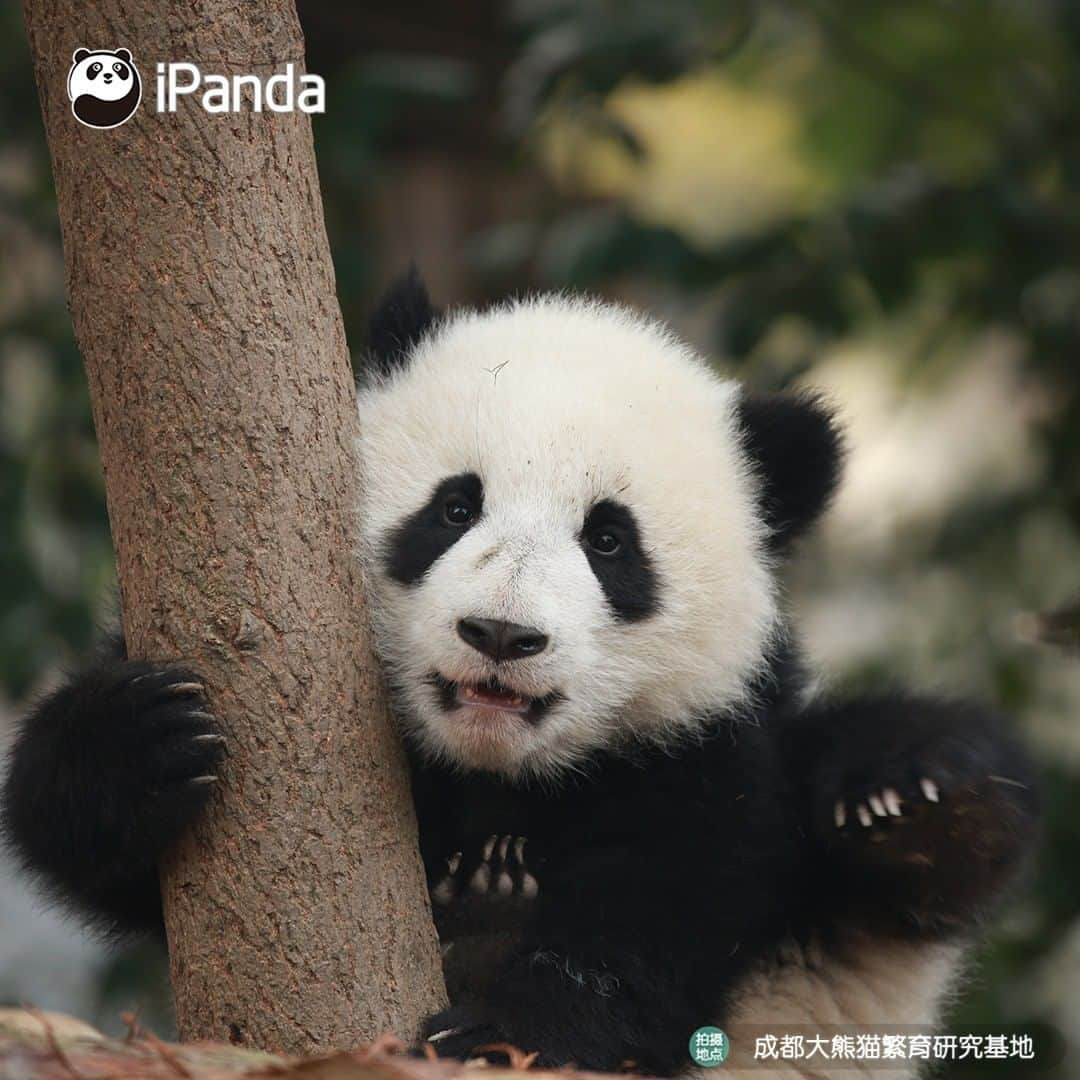 iPandaさんのインスタグラム写真 - (iPandaInstagram)「Your cutie is here in the tree! Let me see who comes to visit me today. 🐼 🐾 🐼 #panda #ipanda #animal #pet #adorable #China #travel #pandababy #cute #photooftheday #Sichuan #cutepanda #animalphotography #cuteness #cutenessoverload #giantpanda」12月29日 17時30分 - ipandachannel