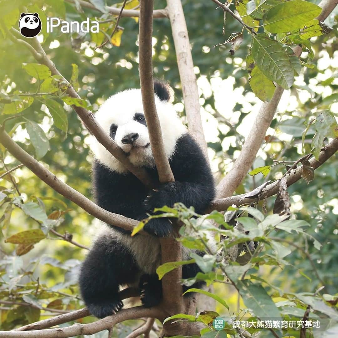 iPandaさんのインスタグラム写真 - (iPandaInstagram)「Your cutie is here in the tree! Let me see who comes to visit me today. 🐼 🐾 🐼 #panda #ipanda #animal #pet #adorable #China #travel #pandababy #cute #photooftheday #Sichuan #cutepanda #animalphotography #cuteness #cutenessoverload #giantpanda」12月29日 17時30分 - ipandachannel