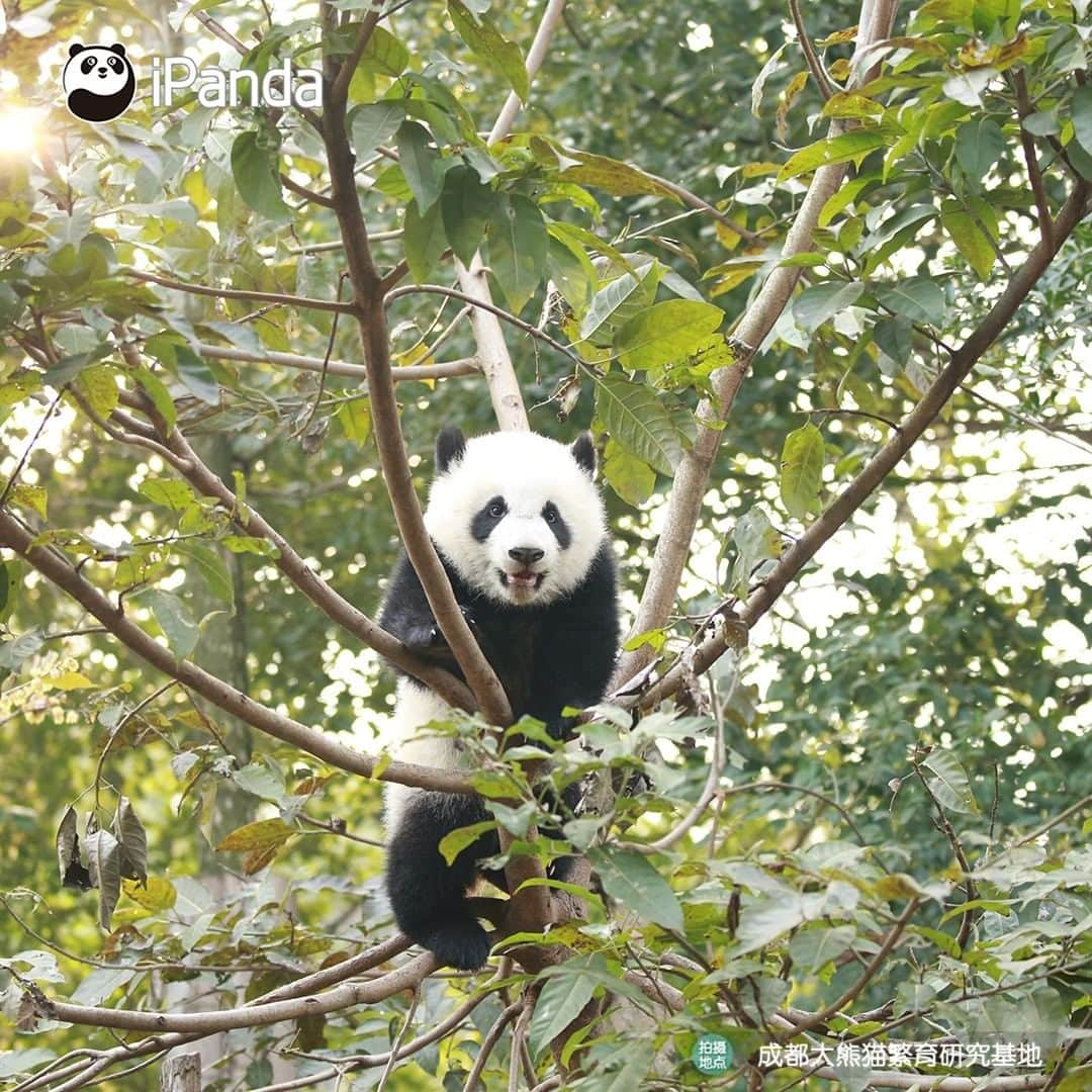 iPandaさんのインスタグラム写真 - (iPandaInstagram)「Your cutie is here in the tree! Let me see who comes to visit me today. 🐼 🐾 🐼 #panda #ipanda #animal #pet #adorable #China #travel #pandababy #cute #photooftheday #Sichuan #cutepanda #animalphotography #cuteness #cutenessoverload #giantpanda」12月29日 17時30分 - ipandachannel