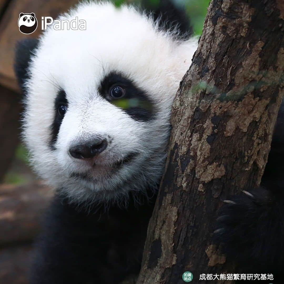 iPandaさんのインスタグラム写真 - (iPandaInstagram)「Your cutie is here in the tree! Let me see who comes to visit me today. 🐼 🐾 🐼 #panda #ipanda #animal #pet #adorable #China #travel #pandababy #cute #photooftheday #Sichuan #cutepanda #animalphotography #cuteness #cutenessoverload #giantpanda」12月29日 17時30分 - ipandachannel