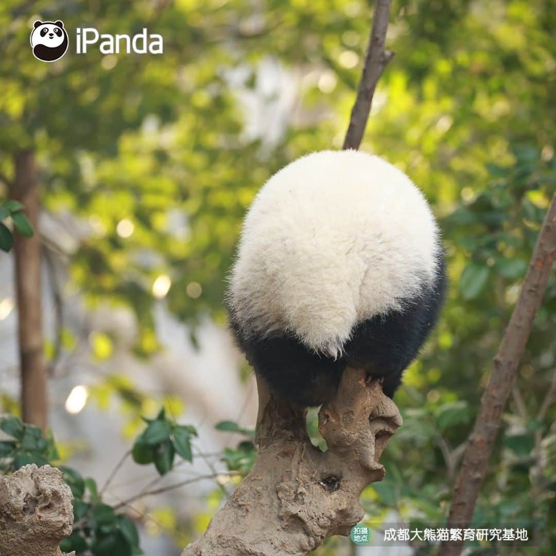 iPandaさんのインスタグラム写真 - (iPandaInstagram)「Your cutie is here in the tree! Let me see who comes to visit me today. 🐼 🐾 🐼 #panda #ipanda #animal #pet #adorable #China #travel #pandababy #cute #photooftheday #Sichuan #cutepanda #animalphotography #cuteness #cutenessoverload #giantpanda」12月29日 17時30分 - ipandachannel