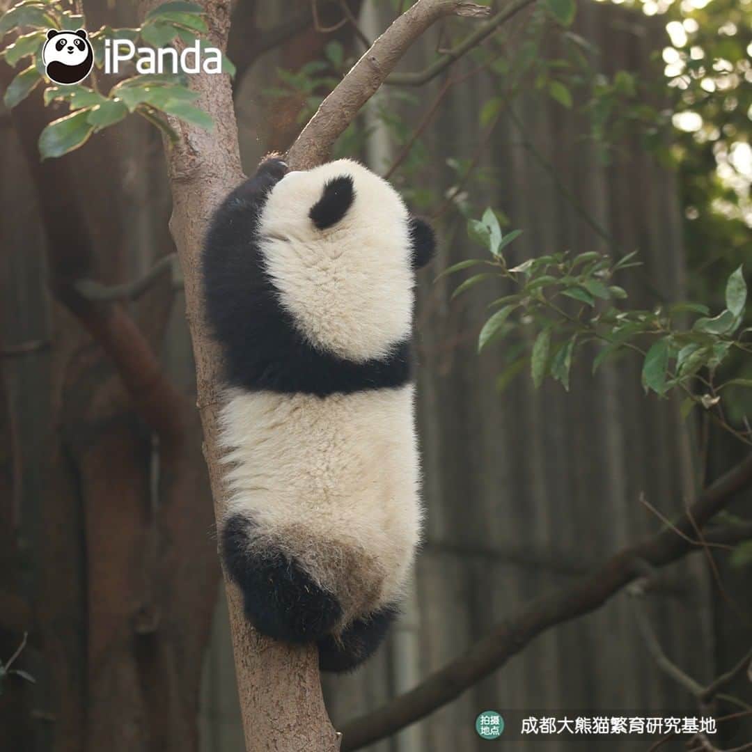 iPandaさんのインスタグラム写真 - (iPandaInstagram)「Your cutie is here in the tree! Let me see who comes to visit me today. 🐼 🐾 🐼 #panda #ipanda #animal #pet #adorable #China #travel #pandababy #cute #photooftheday #Sichuan #cutepanda #animalphotography #cuteness #cutenessoverload #giantpanda」12月29日 17時30分 - ipandachannel