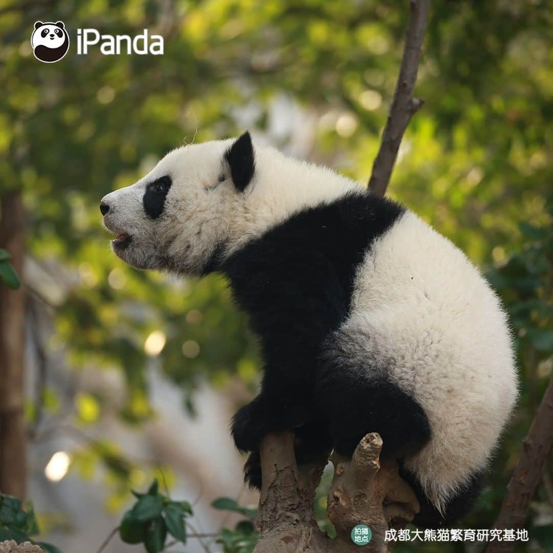 iPandaさんのインスタグラム写真 - (iPandaInstagram)「Your cutie is here in the tree! Let me see who comes to visit me today. 🐼 🐾 🐼 #panda #ipanda #animal #pet #adorable #China #travel #pandababy #cute #photooftheday #Sichuan #cutepanda #animalphotography #cuteness #cutenessoverload #giantpanda」12月29日 17時30分 - ipandachannel