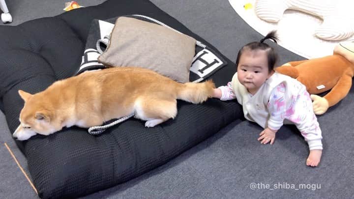Moguのインスタグラム：「. 今日のまったりタイムなの。 #動画じゃ見えづらいけど #尻尾をいじって抜け落ちた毛を投げ散らかしている #煩わしいので少し移動してみる #意味無し . @the_shiba_mogu  #柴犬 #shibainu #shiba#赤柴 #redshiba#犬 #dog#しばいぬ#nannydog#犬と子供#子供と犬#柴犬と子供#柴#赤ちゃんと犬#犬と赤ちゃん#柴犬と赤ちゃん#赤ちゃんと柴犬#柴犬のいる暮らし#子守犬」