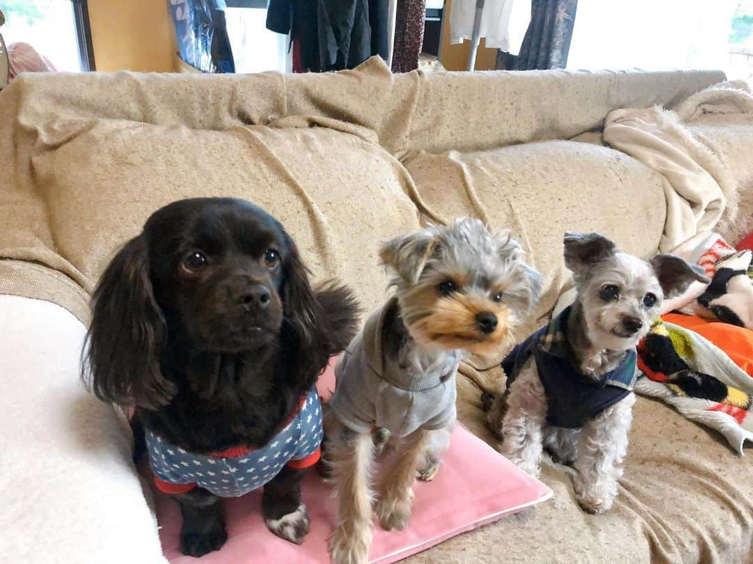 日比野菜緒さんのインスタグラム写真 - (日比野菜緒Instagram)「わたしの癒し🥺❤️❤️❤️ #犬のいる暮らし」12月29日 18時11分 - naohibino_1128