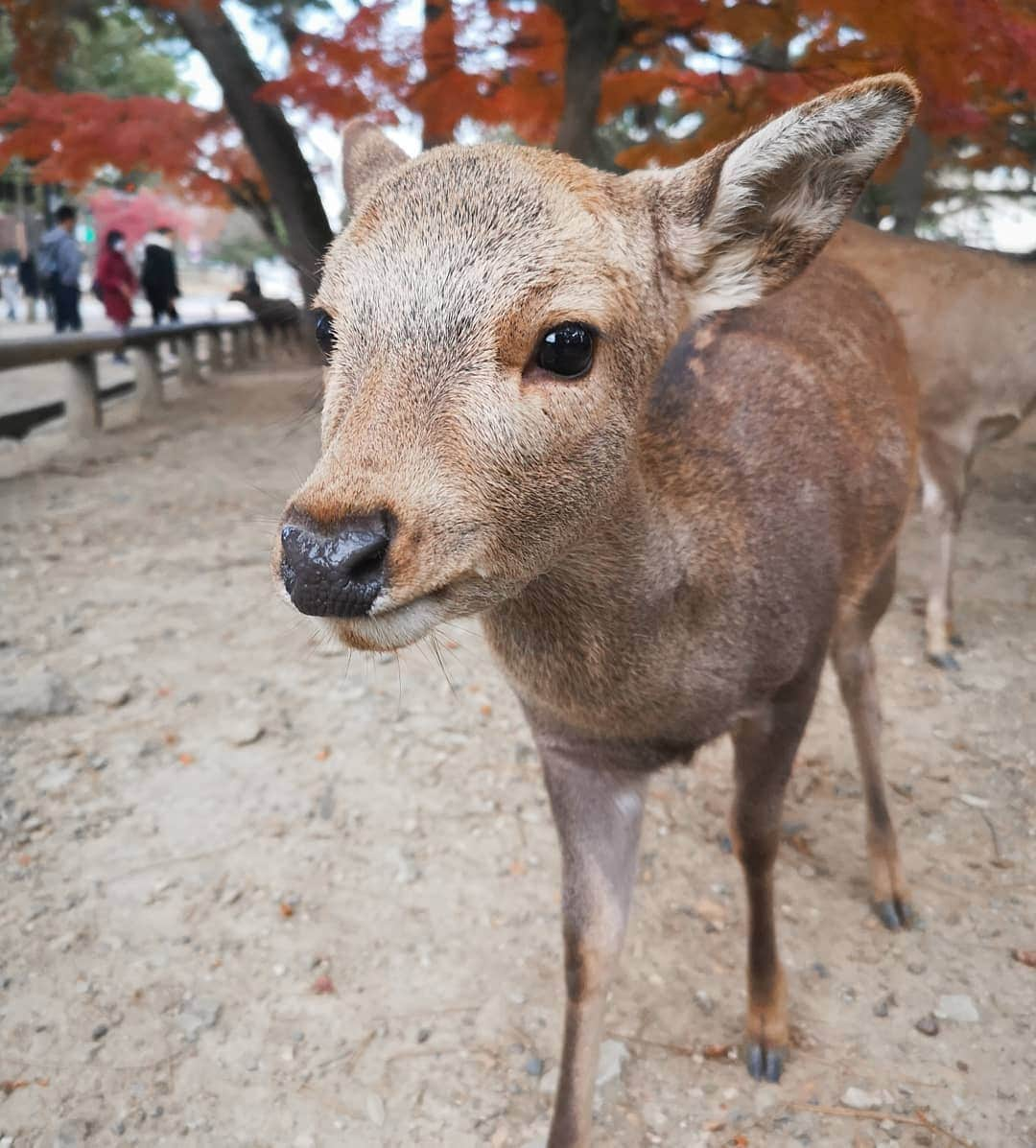 デスモンド・タンさんのインスタグラム写真 - (デスモンド・タンInstagram)「Oh my DEER! Why are you so adorable? I've gotta say I'm a deer-magnet! 🧲🦌😉 And seriously, politeness in Japan is beyond words, even their deers bow 3 times when they are being fed! Swipe to last video and watch it. I guess I gotta teach Hoshi and Udon some table manners!  #kyoto #japan #narapark」12月29日 18時11分 - thedesmondtan