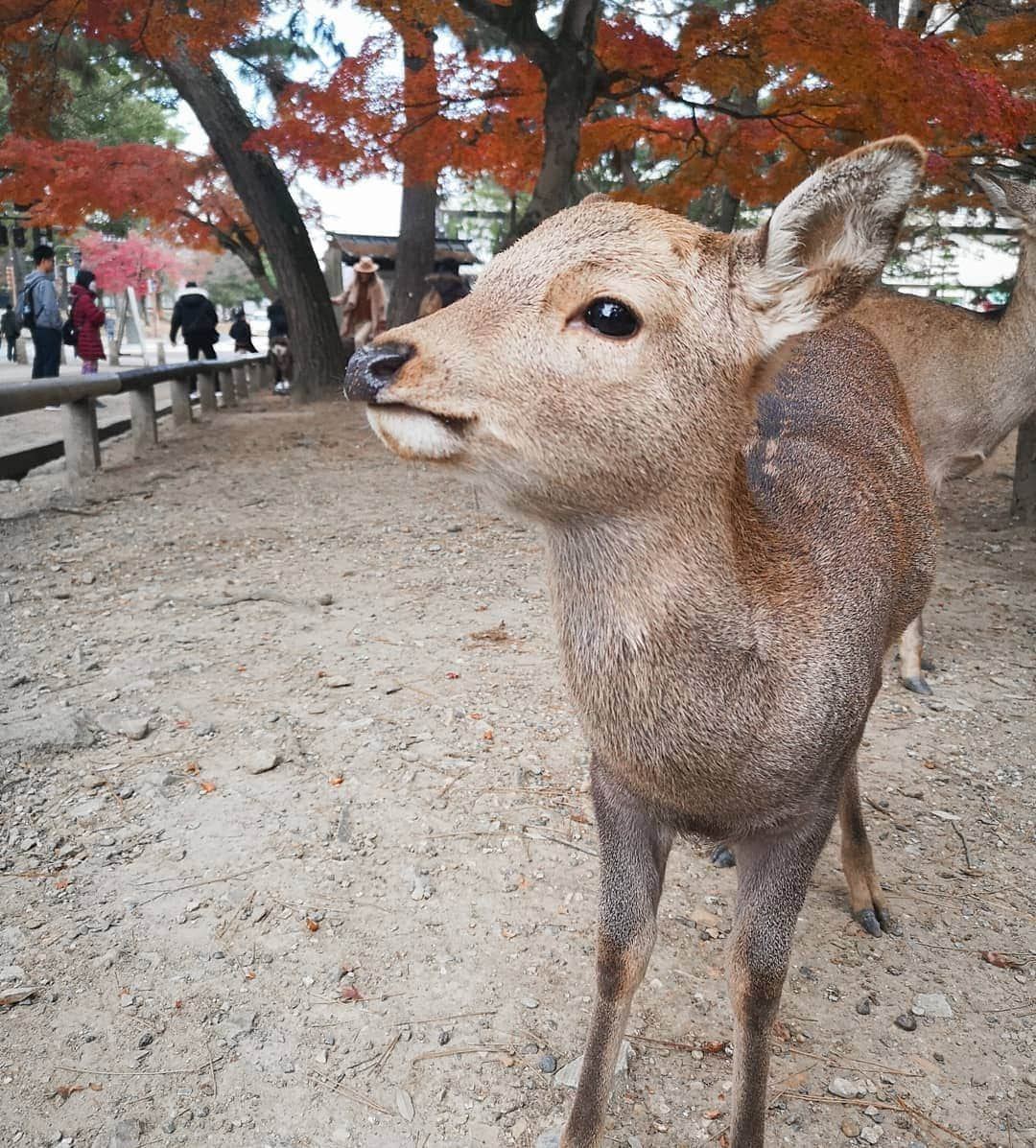 デスモンド・タンさんのインスタグラム写真 - (デスモンド・タンInstagram)「Oh my DEER! Why are you so adorable? I've gotta say I'm a deer-magnet! 🧲🦌😉 And seriously, politeness in Japan is beyond words, even their deers bow 3 times when they are being fed! Swipe to last video and watch it. I guess I gotta teach Hoshi and Udon some table manners!  #kyoto #japan #narapark」12月29日 18時11分 - thedesmondtan