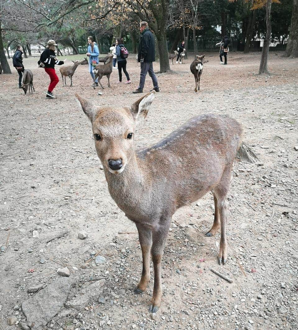 デスモンド・タンさんのインスタグラム写真 - (デスモンド・タンInstagram)「Oh my DEER! Why are you so adorable? I've gotta say I'm a deer-magnet! 🧲🦌😉 And seriously, politeness in Japan is beyond words, even their deers bow 3 times when they are being fed! Swipe to last video and watch it. I guess I gotta teach Hoshi and Udon some table manners!  #kyoto #japan #narapark」12月29日 18時11分 - thedesmondtan