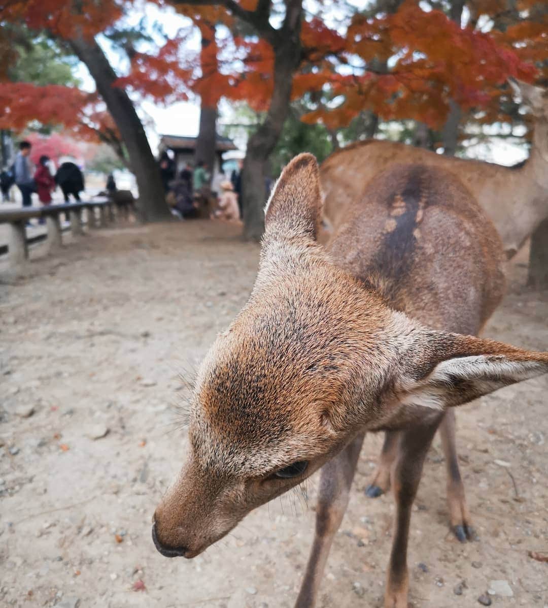 デスモンド・タンさんのインスタグラム写真 - (デスモンド・タンInstagram)「Oh my DEER! Why are you so adorable? I've gotta say I'm a deer-magnet! 🧲🦌😉 And seriously, politeness in Japan is beyond words, even their deers bow 3 times when they are being fed! Swipe to last video and watch it. I guess I gotta teach Hoshi and Udon some table manners!  #kyoto #japan #narapark」12月29日 18時11分 - thedesmondtan