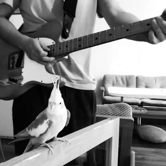のインスタグラム：「#stratocaster de #ストラトキャスター」