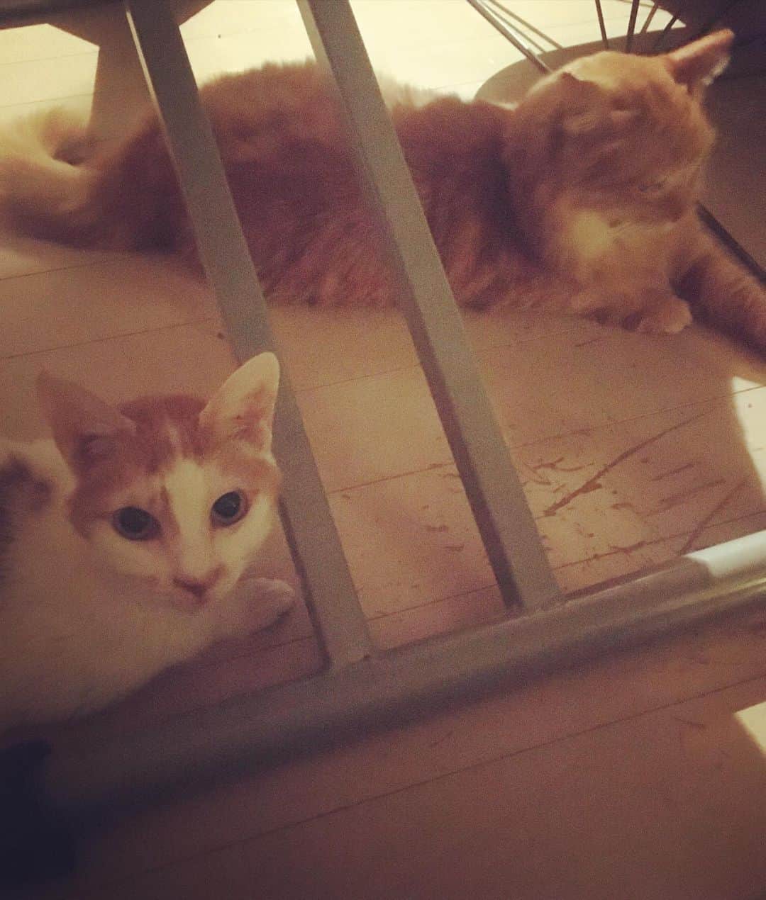 のインスタグラム：「幸せの縮図ってやつだな😍  控えめなピガ兄さんは登場回数こそ少ないけれど、イオの信じられない受け入れの良さは、元はと言えば全部ピガの懐の大きさからきている。  ピガ兄が優しい子に育ってくれて、その兄がユピ坊を優しく育てた。ふたりの優しさは傷ついたイオを包み込み、私たちは今、幸福な家族になった。  #猫沢家の猫兄弟　#猫沢組　#猫沢イオ」