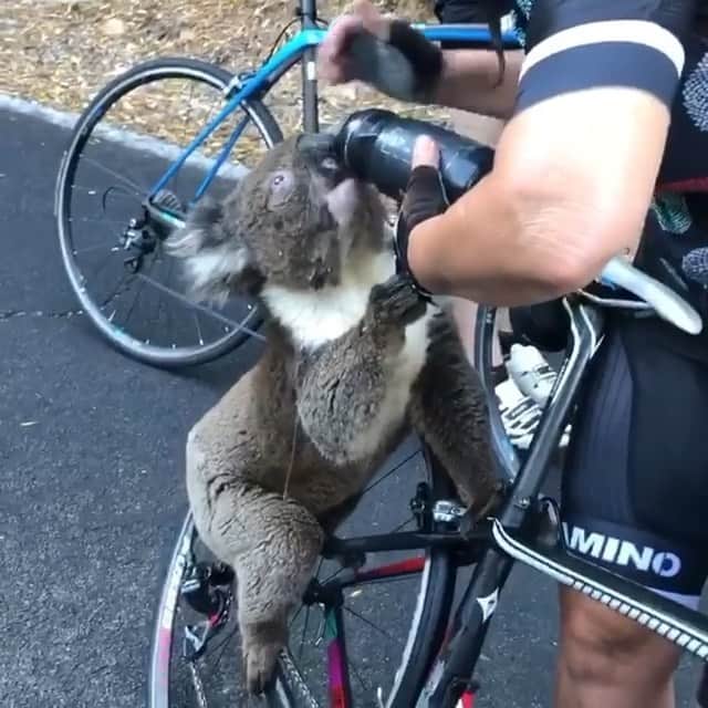 ティモシー・サイクスのインスタグラム：「Repost from @karmagawa A cyclist helped a thirsty koala by giving him something to drink during his morning race in Adelaide, Australia as the poor dehydrated animal walked right up to a group of cyclists and got on the bicycle to drink directly from the water bottle — he was that thirsty! Sadly, thousands of koalas are now feared to have died in the wildfires raging across Australia, with officials saying they believe up to a third of the iconic marsupial population may have been lost. Koalas are native to Australia and are one of the country’s most beloved animals, but their natural habitat, eucalyptus forests, has been destroyed by wildfires and a years-long drought. Please share this touching video with your followers and tag people who need to see it in order to help everyone around the world better understand how urgent this crisis is in Australia right now and to remind people to help animals in need whenever possible! Great video @bikebug2019 and thank you for helping this koala! #helpanimals #savethekoalas #endwildfires #karmagawa」