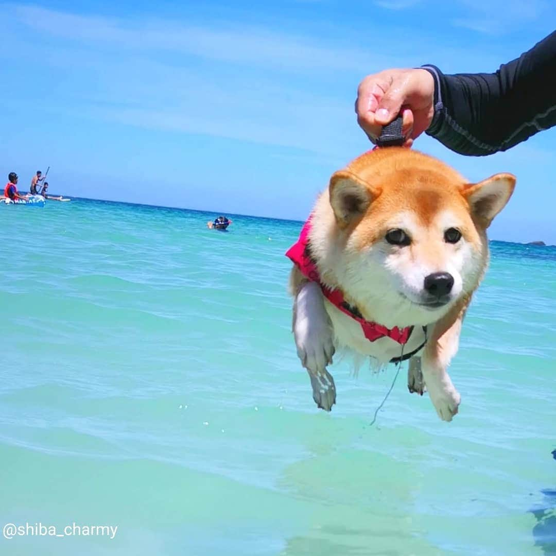 ちゃみさんのインスタグラム写真 - (ちゃみInstagram)「. swimming🏖  2019年1番イイネ👍💗が多かった写真！ . 沖縄みたいにキレイな島根県の海🌊 チャーミーも一緒にみんなで海水浴～🏖🐠☀️ 来年はお姉ちゃんが受験だから…再来年！また行きたいな😊 . #2019年ふりかえり #柴犬#しばいぬ#犬#pecoいぬ部#いぬのきもち#shiba#shibainu#weeklyfluff#dog#adorable」12月29日 21時37分 - shiba_charmy