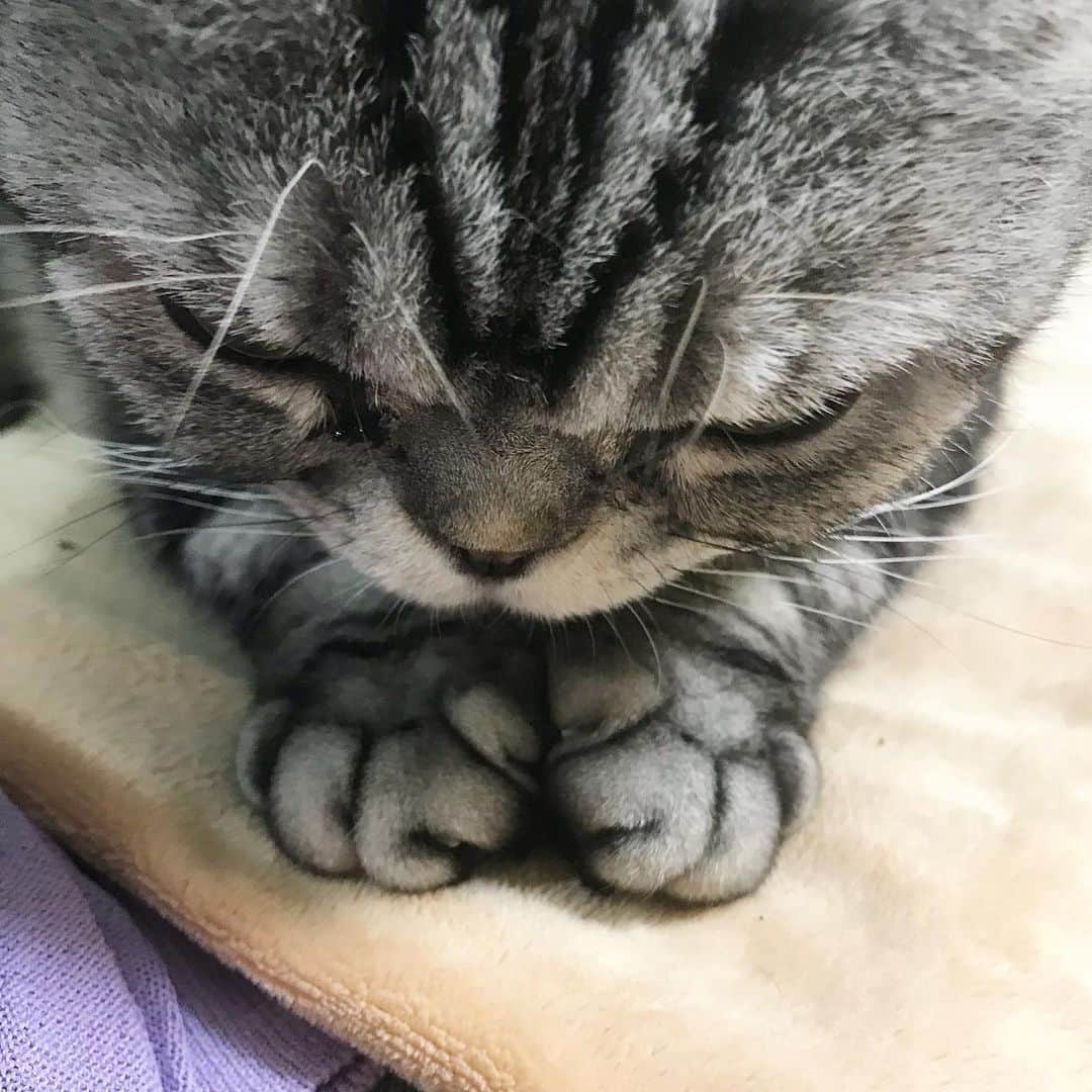 Shishi-maruのインスタグラム：「🐱今しし。今年はししまる と亀太郎と3人で年越しです😄 🐱Shishi Now ーーーーーーーーーーーーー 🌺「渋ネコ ししまるさん」ねこのきもちWEB MAGAZINE にて毎週金曜日エッセイの連載中 ーーーーーーーーーーー 📕「ぷっちねこ。」「3匹のちいさな猫を召喚できたなら」「ちいさな猫を召喚できたなら」徳間書店より単行本発売中 ーーーーーーーーーーー ⭐︎ねこ漫画→@tacos_cat 🌺Twitter →@taco_emonemon ーーーーーーーーーーー」