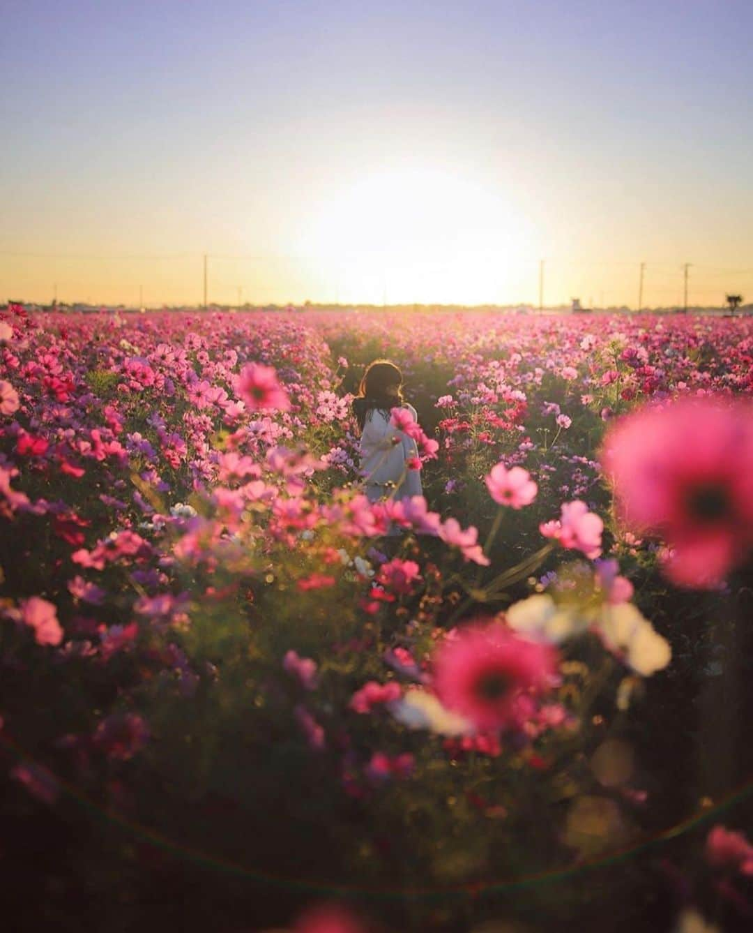 はなまっぷ❁日本の花風景さんのインスタグラム写真 - (はなまっぷ❁日本の花風景Instagram)「🌸🍺はなまっぷの忘年会2019🍺🌸 * @em_ka0504 さんの  2019年のお花に花まるを💮 * 今年一年素敵なお花をたくさん ありがとうございました😊🌸💮 * 1.2奈良　矢田寺 3大阪　舞洲シーサイドパーク 4岡山　蒜山ジャージーランド 5岐阜　いちのえだ田園フラワーフェスタ * 🌼•••🌹•••💠•••🌷•••🌸•••🌺 * 💮みなさんの2019年のお花に花まるを💮 * 今年撮影されたお気に入りのベスト5 （5枚以内なら何枚でもok） を複数枚一括投稿で、 #はなまっぷ忘年会2019 に投稿お願いします😊 * みなさんのご参加お待ちしております🍺 * #はなまっぷ * 🌼•••🌹•••💠•••🌷•••🌸•••🌺 * #日本#花#花畑#花のある風景」12月29日 22時03分 - hanamap