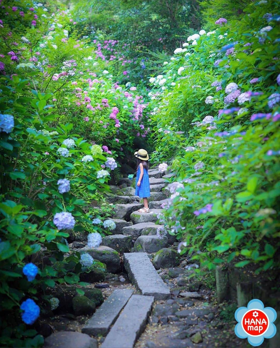 はなまっぷ❁日本の花風景さんのインスタグラム写真 - (はなまっぷ❁日本の花風景Instagram)「🌸🍺はなまっぷの忘年会2019🍺🌸 * @em_ka0504 さんの  2019年のお花に花まるを💮 * 今年一年素敵なお花をたくさん ありがとうございました😊🌸💮 * 1.2奈良　矢田寺 3大阪　舞洲シーサイドパーク 4岡山　蒜山ジャージーランド 5岐阜　いちのえだ田園フラワーフェスタ * 🌼•••🌹•••💠•••🌷•••🌸•••🌺 * 💮みなさんの2019年のお花に花まるを💮 * 今年撮影されたお気に入りのベスト5 （5枚以内なら何枚でもok） を複数枚一括投稿で、 #はなまっぷ忘年会2019 に投稿お願いします😊 * みなさんのご参加お待ちしております🍺 * #はなまっぷ * 🌼•••🌹•••💠•••🌷•••🌸•••🌺 * #日本#花#花畑#花のある風景」12月29日 22時03分 - hanamap