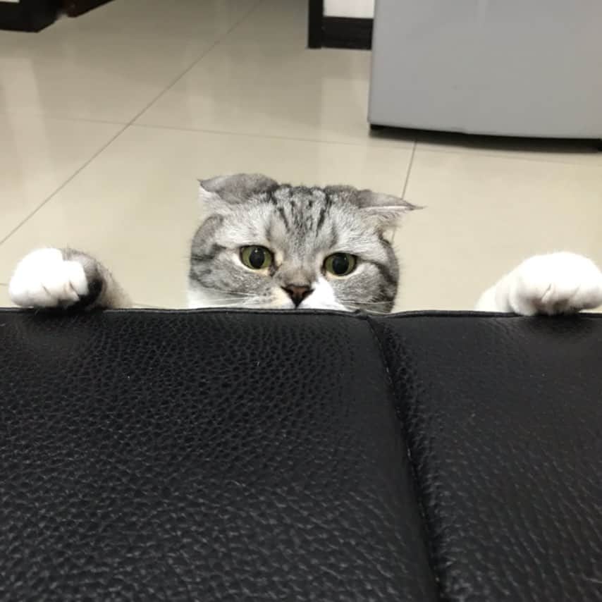 KATSUOのインスタグラム：「ニャンコスパイ🕵️‍♂️ . #cat #catstagram #catsofinstagram #instacat #cutecat #katsuo」