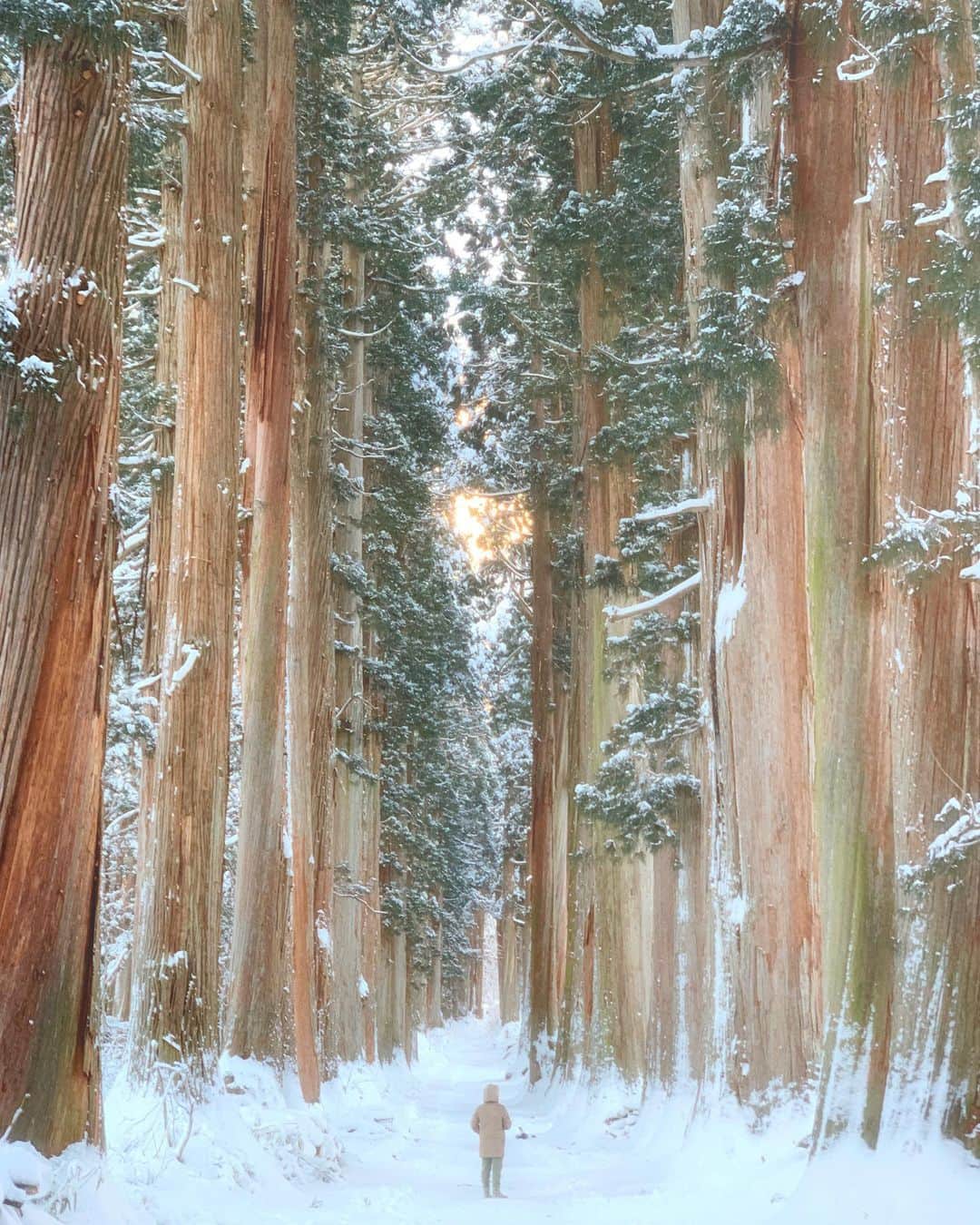 JAPANのインスタグラム：「Togakushi Shrine」