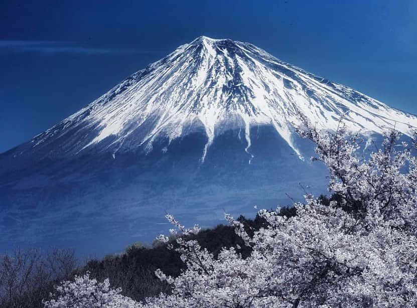 はなまっぷ❁日本の花風景さんのインスタグラム写真 - (はなまっぷ❁日本の花風景Instagram)「🌸🍺はなまっぷの忘年会2019🍺🌸 * @osmic9394 さんの  2019年のお花に花まるを💮 * 今年一年素敵なお花をたくさん ありがとうございました😊🌸💮 * 全て静岡 1牛代のみずめ桜 2岩本山公園 3美和桜 4黒石川 5冨士霊園 * 🌼•••🌹•••💠•••🌷•••🌸•••🌺 * 💮みなさんの2019年のお花に花まるを💮 * 今年撮影されたお気に入りのベスト5 （5枚以内なら何枚でもok） を複数枚一括投稿で、 #はなまっぷ忘年会2019 に投稿お願いします😊 * みなさんのご参加お待ちしております🍺 * #はなまっぷ * 🌼•••🌹•••💠•••🌷•••🌸•••🌺 * #日本#花#花畑#花のある風景」12月29日 22時27分 - hanamap