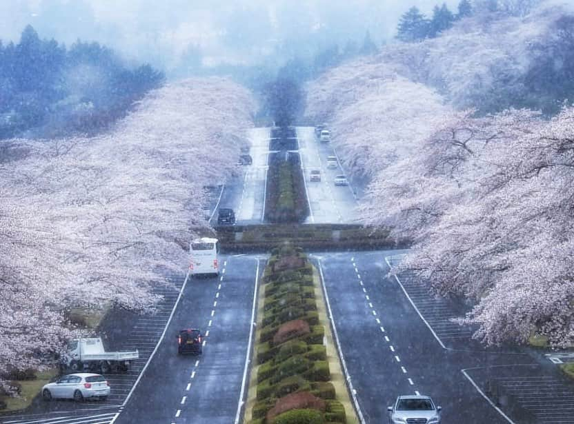 はなまっぷ❁日本の花風景さんのインスタグラム写真 - (はなまっぷ❁日本の花風景Instagram)「🌸🍺はなまっぷの忘年会2019🍺🌸 * @osmic9394 さんの  2019年のお花に花まるを💮 * 今年一年素敵なお花をたくさん ありがとうございました😊🌸💮 * 全て静岡 1牛代のみずめ桜 2岩本山公園 3美和桜 4黒石川 5冨士霊園 * 🌼•••🌹•••💠•••🌷•••🌸•••🌺 * 💮みなさんの2019年のお花に花まるを💮 * 今年撮影されたお気に入りのベスト5 （5枚以内なら何枚でもok） を複数枚一括投稿で、 #はなまっぷ忘年会2019 に投稿お願いします😊 * みなさんのご参加お待ちしております🍺 * #はなまっぷ * 🌼•••🌹•••💠•••🌷•••🌸•••🌺 * #日本#花#花畑#花のある風景」12月29日 22時27分 - hanamap