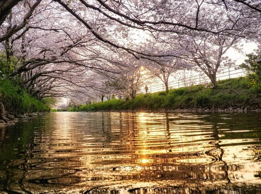 はなまっぷ❁日本の花風景さんのインスタグラム写真 - (はなまっぷ❁日本の花風景Instagram)「🌸🍺はなまっぷの忘年会2019🍺🌸 * @osmic9394 さんの  2019年のお花に花まるを💮 * 今年一年素敵なお花をたくさん ありがとうございました😊🌸💮 * 全て静岡 1牛代のみずめ桜 2岩本山公園 3美和桜 4黒石川 5冨士霊園 * 🌼•••🌹•••💠•••🌷•••🌸•••🌺 * 💮みなさんの2019年のお花に花まるを💮 * 今年撮影されたお気に入りのベスト5 （5枚以内なら何枚でもok） を複数枚一括投稿で、 #はなまっぷ忘年会2019 に投稿お願いします😊 * みなさんのご参加お待ちしております🍺 * #はなまっぷ * 🌼•••🌹•••💠•••🌷•••🌸•••🌺 * #日本#花#花畑#花のある風景」12月29日 22時27分 - hanamap