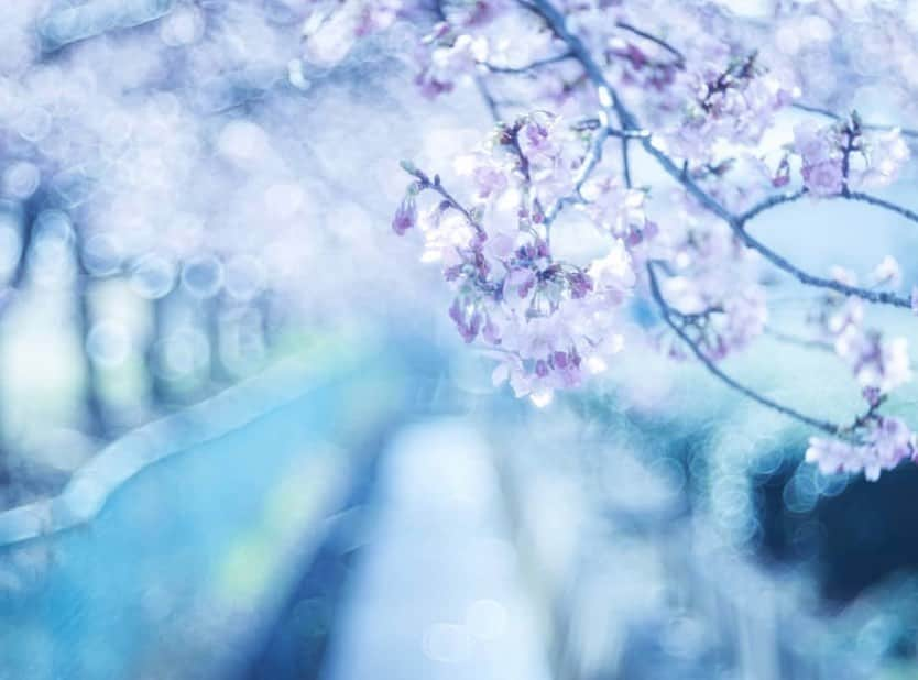 はなまっぷ❁日本の花風景さんのインスタグラム写真 - (はなまっぷ❁日本の花風景Instagram)「🌸🍺はなまっぷの忘年会2019🍺🌸 * @osmic9394 さんの  2019年のお花に花まるを💮 * 今年一年素敵なお花をたくさん ありがとうございました😊🌸💮 * 全て静岡 1牛代のみずめ桜 2岩本山公園 3美和桜 4黒石川 5冨士霊園 * 🌼•••🌹•••💠•••🌷•••🌸•••🌺 * 💮みなさんの2019年のお花に花まるを💮 * 今年撮影されたお気に入りのベスト5 （5枚以内なら何枚でもok） を複数枚一括投稿で、 #はなまっぷ忘年会2019 に投稿お願いします😊 * みなさんのご参加お待ちしております🍺 * #はなまっぷ * 🌼•••🌹•••💠•••🌷•••🌸•••🌺 * #日本#花#花畑#花のある風景」12月29日 22時27分 - hanamap