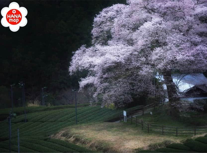 はなまっぷ❁日本の花風景さんのインスタグラム写真 - (はなまっぷ❁日本の花風景Instagram)「🌸🍺はなまっぷの忘年会2019🍺🌸 * @osmic9394 さんの  2019年のお花に花まるを💮 * 今年一年素敵なお花をたくさん ありがとうございました😊🌸💮 * 全て静岡 1牛代のみずめ桜 2岩本山公園 3美和桜 4黒石川 5冨士霊園 * 🌼•••🌹•••💠•••🌷•••🌸•••🌺 * 💮みなさんの2019年のお花に花まるを💮 * 今年撮影されたお気に入りのベスト5 （5枚以内なら何枚でもok） を複数枚一括投稿で、 #はなまっぷ忘年会2019 に投稿お願いします😊 * みなさんのご参加お待ちしております🍺 * #はなまっぷ * 🌼•••🌹•••💠•••🌷•••🌸•••🌺 * #日本#花#花畑#花のある風景」12月29日 22時27分 - hanamap