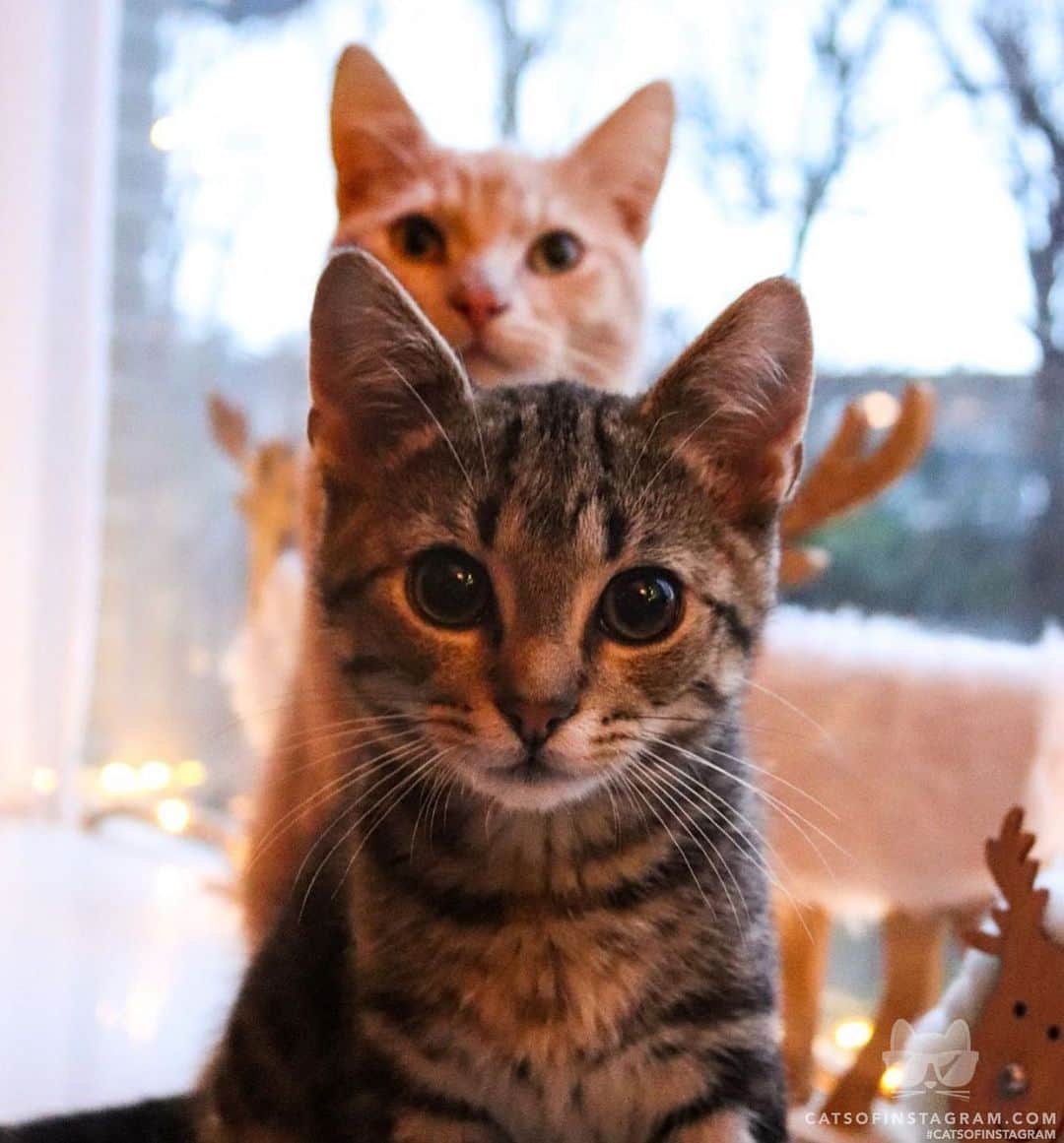 Cats of Instagramさんのインスタグラム写真 - (Cats of InstagramInstagram)「From @Sammieandpukkie: “He's behind me, isn't he? 👀” #catsofinstagram」12月29日 22時35分 - cats_of_instagram