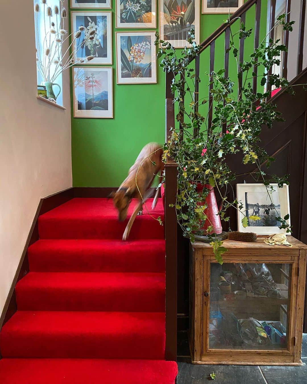 ナイジェラ・ローソンさんのインスタグラム写真 - (ナイジェラ・ローソンInstagram)「There’s not a corner of @fgolfar’s house that isn’t beautiful. Feat Stevie the Staffie #Cornwall」12月29日 23時26分 - nigellalawson