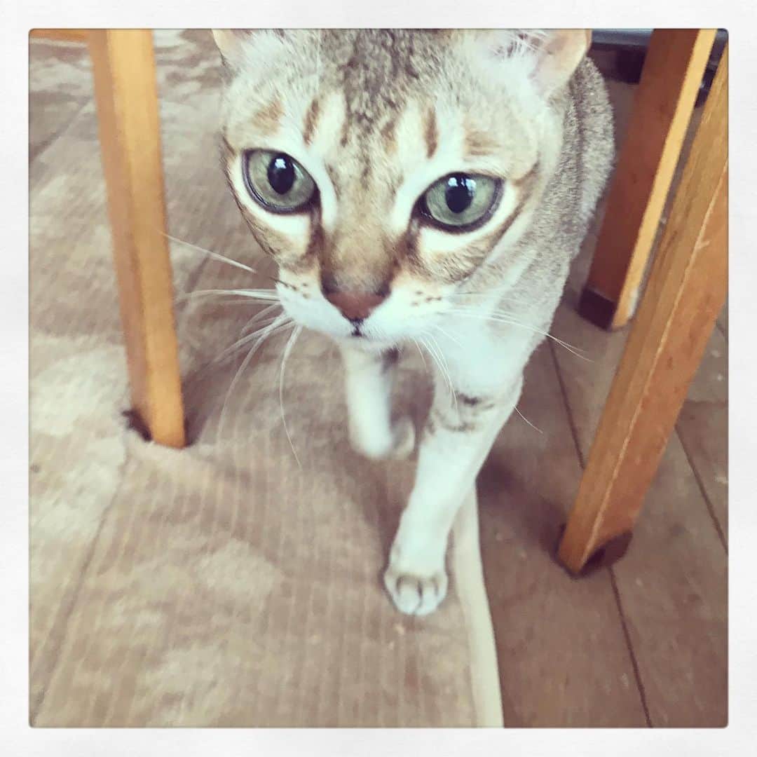 古谷恵のインスタグラム：「今日から実家へ行った猫。 年明けまでしばしのお別れ #cat#猫#singapuracat#シンガプーラ#大豆#突進」