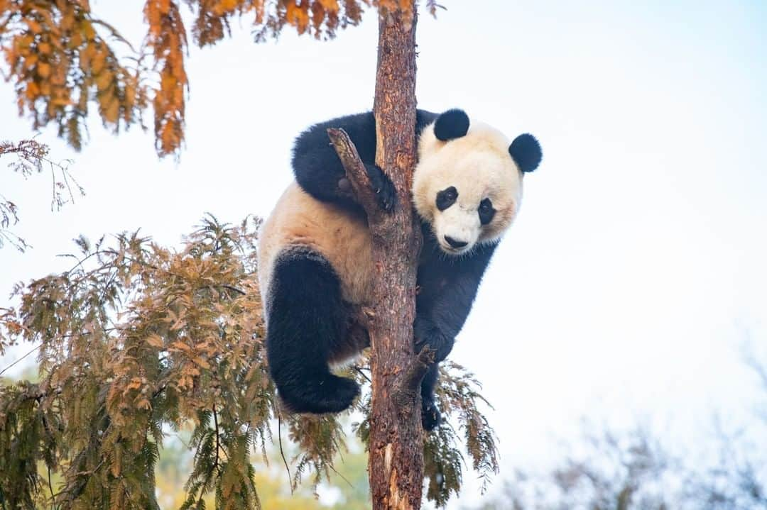 スミソニアン国立動物園さんのインスタグラム写真 - (スミソニアン国立動物園Instagram)「As we get ready to begin a new year of #EarthOptimism 🌎 we’re taking a look back at some our biggest conservation success stories from 2019. Read about them on our website: https://s.si.edu/37cgMDe #WeSaveSpecies」12月29日 23時30分 - smithsonianzoo