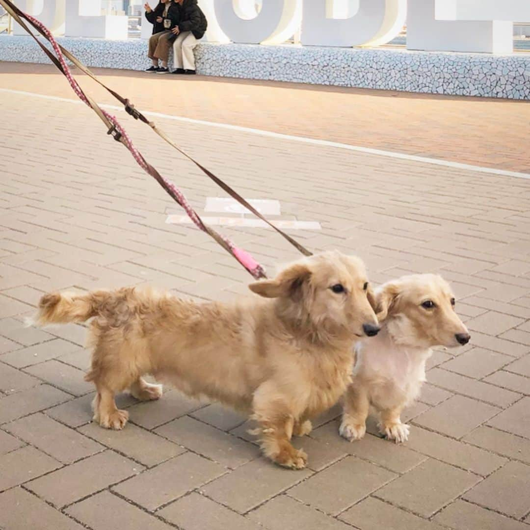 鈴木絢子さんのインスタグラム写真 - (鈴木絢子Instagram)「・ ・ #兄弟犬 の再会🐶🐶✨ ・ #小セレブ幸子 邸の息子犬シャネルくんと、#娘犬 フォアグラとの#犬忘年会 🥂 ・ 並べてみるとやっぱり兄弟。。 強めな遺伝子を感じます😅✨ ・ 母犬トリュフも無事退院、父犬キャビア（黒）も健在で、犬一家が元気なことが何よりの年末でした😊 ・ ・ ・ #ミニチュアダックス #ダックスクリーム #ブラックタンダックス #犬好き #犬バカ部 #瓜二つ #犬家族 #犬連れ #神戸港 #kobe #dogstagram #🐶🐶」12月29日 23時39分 - ayako_suzuki810