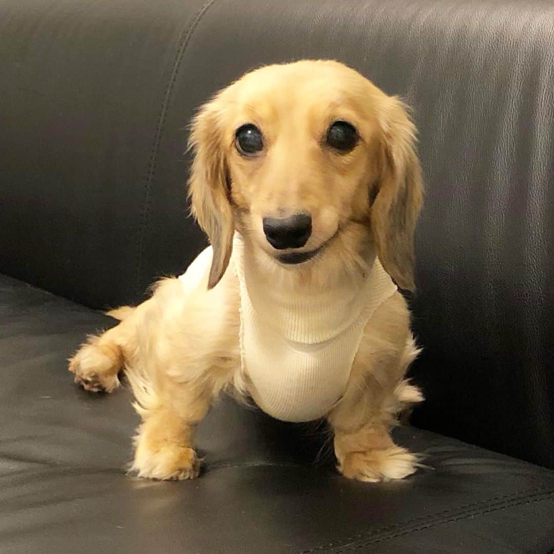 鈴木絢子さんのインスタグラム写真 - (鈴木絢子Instagram)「・ ・ #兄弟犬 の再会🐶🐶✨ ・ #小セレブ幸子 邸の息子犬シャネルくんと、#娘犬 フォアグラとの#犬忘年会 🥂 ・ 並べてみるとやっぱり兄弟。。 強めな遺伝子を感じます😅✨ ・ 母犬トリュフも無事退院、父犬キャビア（黒）も健在で、犬一家が元気なことが何よりの年末でした😊 ・ ・ ・ #ミニチュアダックス #ダックスクリーム #ブラックタンダックス #犬好き #犬バカ部 #瓜二つ #犬家族 #犬連れ #神戸港 #kobe #dogstagram #🐶🐶」12月29日 23時39分 - ayako_suzuki810