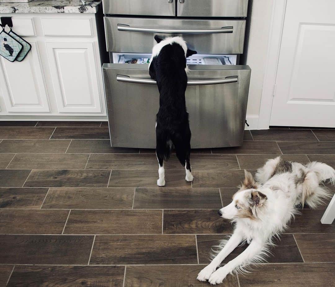Jazzy Cooper Fostersさんのインスタグラム写真 - (Jazzy Cooper FostersInstagram)「Ruh roh...Phoebe finally figured out how to open the freezer. 🤭🤓 She has been working on this since she was a baby. 😆➡️」12月30日 0時26分 - bordernerd