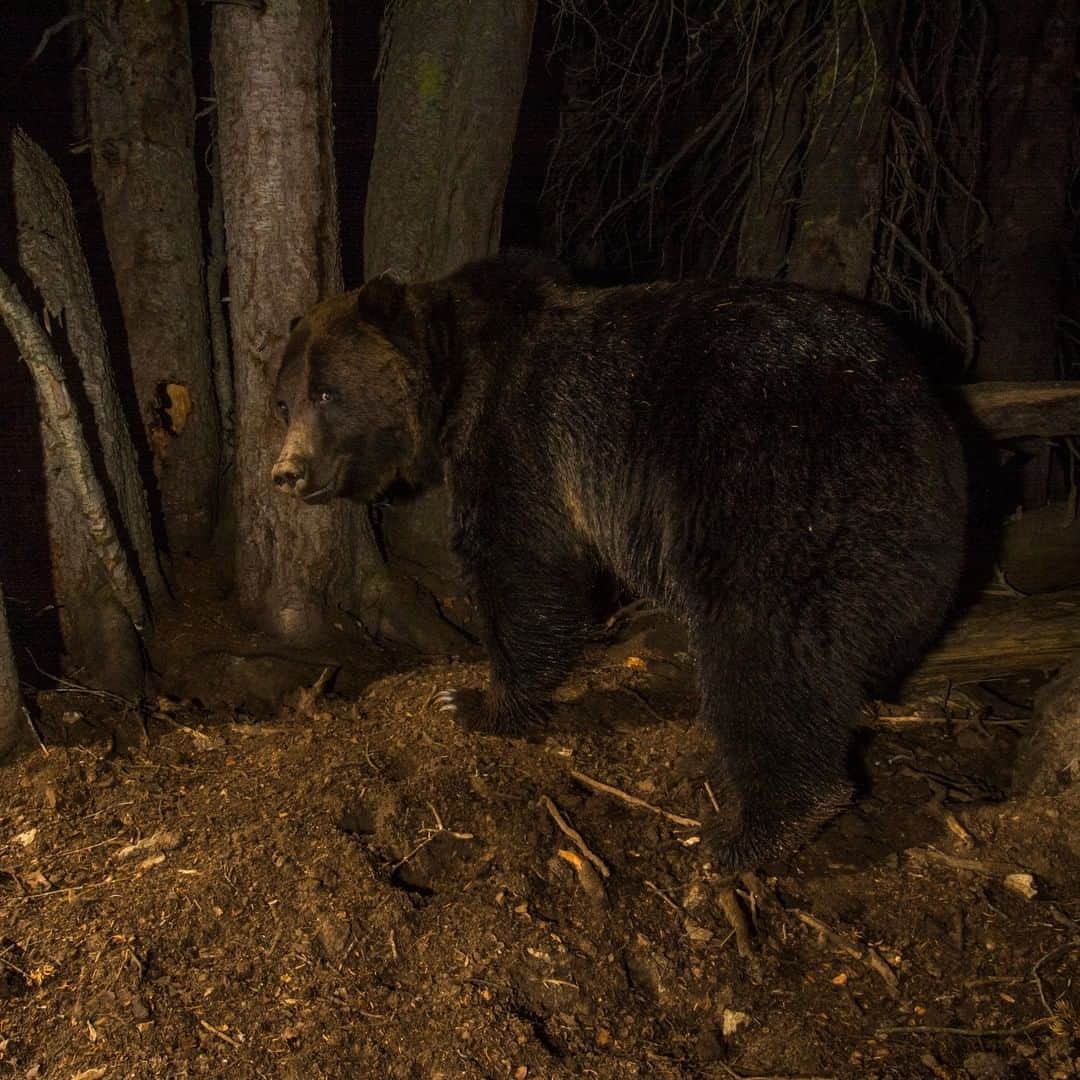 のインスタグラム：「Photo by @drewtrush | This photo seems to spark a conversation about anthropomorphism and feelings in animals. I (and others) see a bear smiling as it looks back at me with an almost mischievous look—probably because it's finishing up a raid of a red squirrel midden, in northwestern Wyoming. This bear had been gorging on white bark pine nuts as it prepared for winter hibernation. What do you think it's thinking? To join in the conversation, and learn more about our natural world follow along with photographer @drewtrush.  #bears #grizzly」